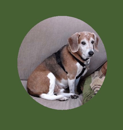 Such a handsome beagle