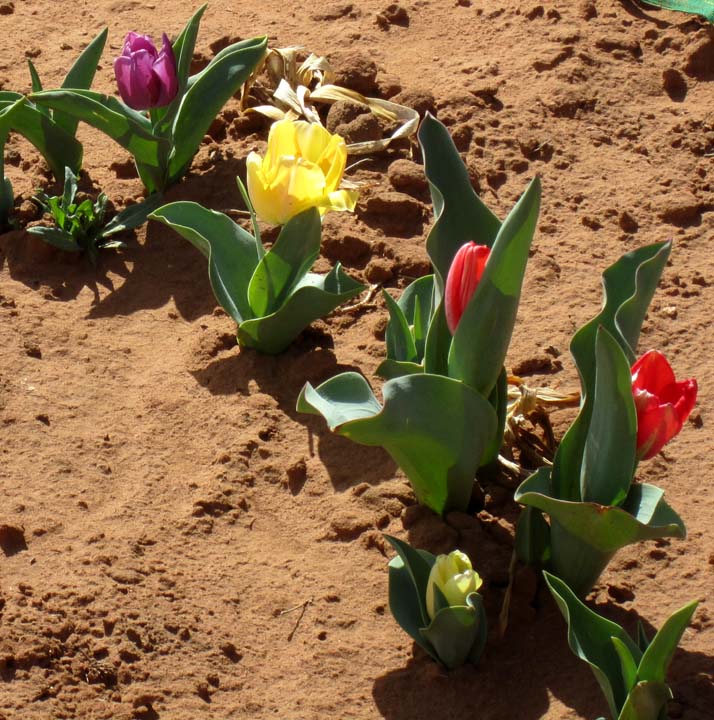 Tulips all in a row