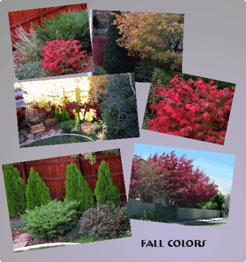 Fall Coloras in my Colorado garden