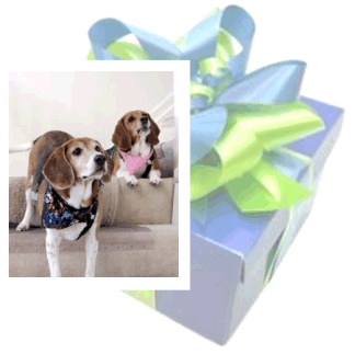 Love those beagles - can you tell?