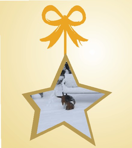 I know I buried that bone somewhere around here 