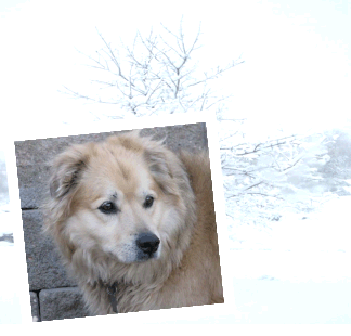 Lucky stays warm with all that fur