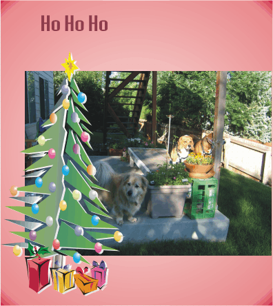 Lucky, Billy & Betty out enjoying the sun