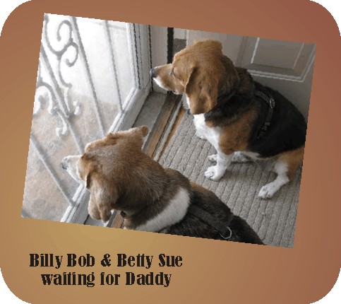 Billy Bob Beagle & Betty Sue Beagle waiting for Daddy