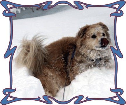 Lucky Dog playing the snow,  patiently waiting for Christmas