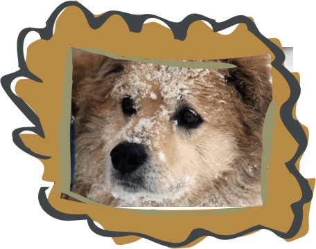 Lucky Dog:  Is it Christmas yet?