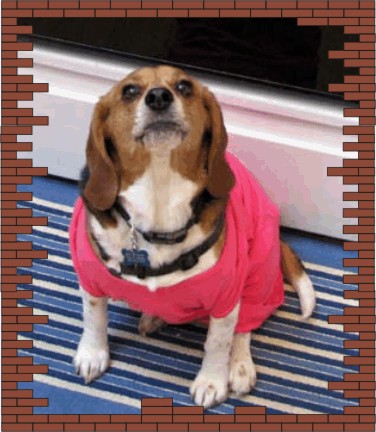 Betty Beagle hoping a morsel of food will drop