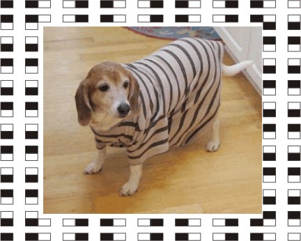 Billy Beagle, did you escape from jail?