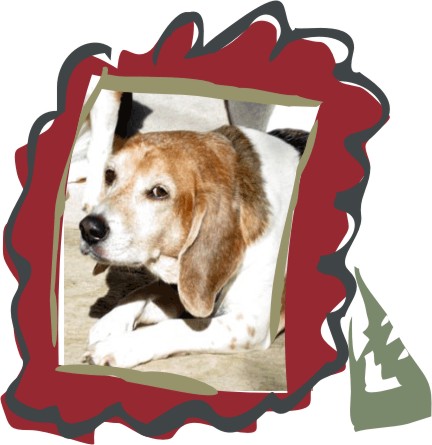 Billy Beagle, what are you looking at?