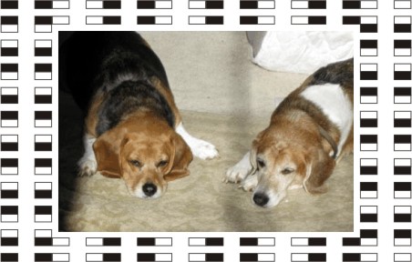 Billy Beagle & Betty Beagle:  Is it time yet?