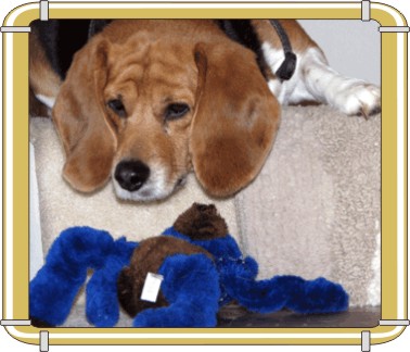 Betty Beagle:  Where did you get that toy?