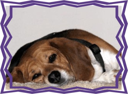 Bettyy Beagle, taking a rest