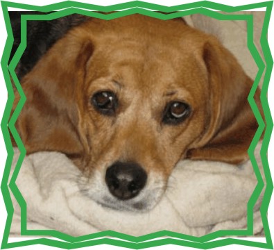 Bettyy Beagle, stop starring