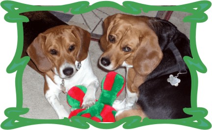 Betty & Billy Beagle playing with a Christmas toy