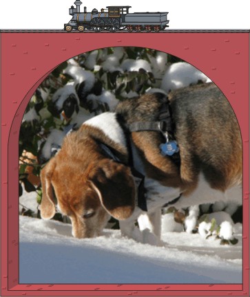 Billy Beagle playing in the snow 
