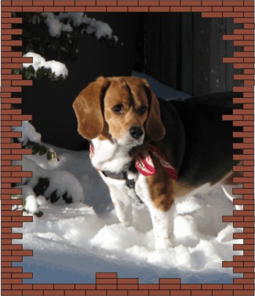 Betty Beagle playing in the snow 