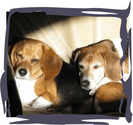 Betty Beagle & Billy Beagle getting some shut eye