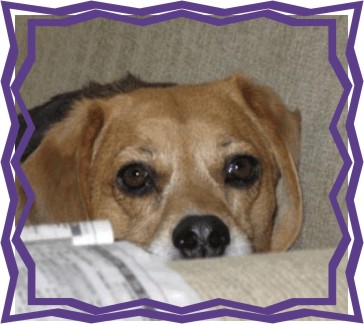 Betty Beagle Christmas is almost here