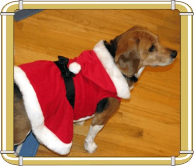 Betty Beagle Christmas is almost here