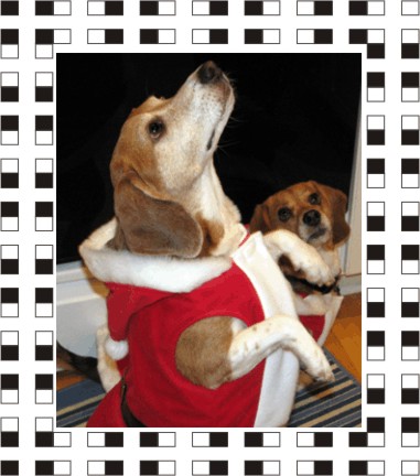 Merry Christmas says Billy & Betty Beagle