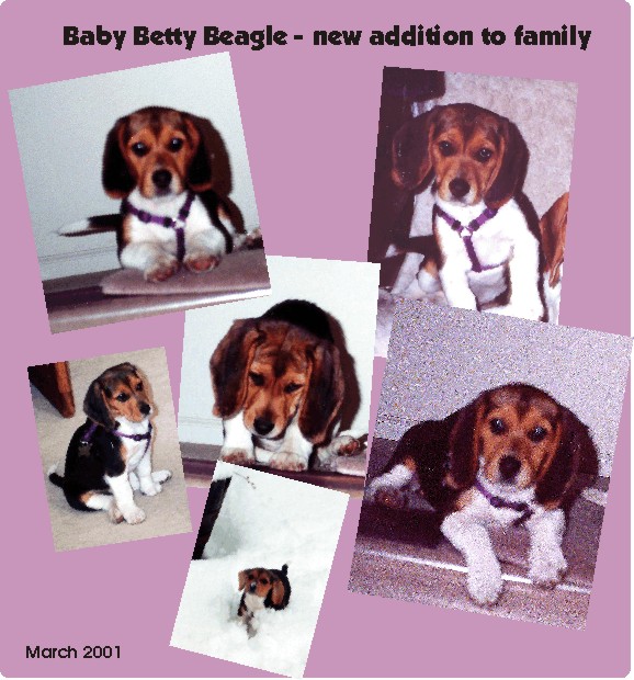 Betty Beagle - new addition to our family
