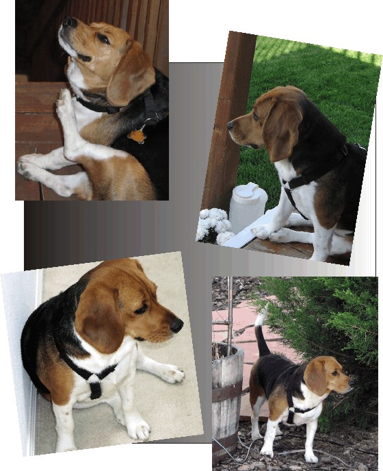 Betty Beagle exploring her world