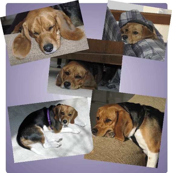 Betty Beagle - time for a nap