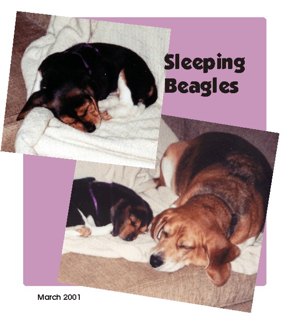 Sleeping beagles - Betty & Bob