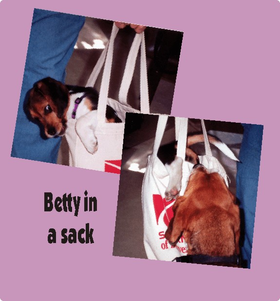 Betty Beagle -- in a sack