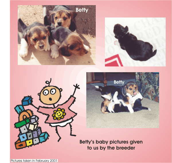 Betty Beagle's baby pictures from the breeder