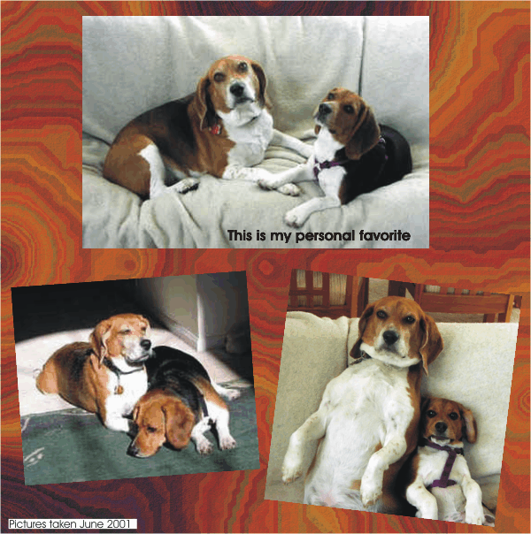 Bob the Beagle and Betty Beagle are so adorable