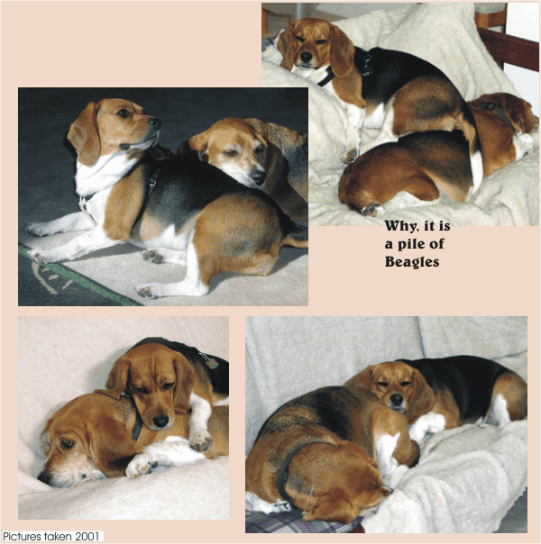 Bob Beagle & Betty Beagle sleeping on top of each other