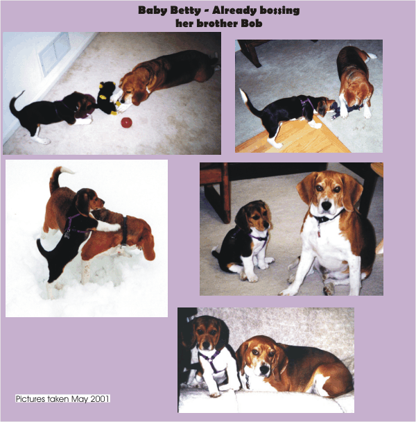 Bob Beagle & Betty Beagle enjoying each other's company