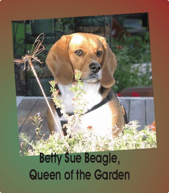 Betty Beagle Queen of the Garden