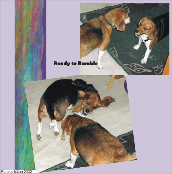 Bob & Betty Beagle - Ready to Rumble