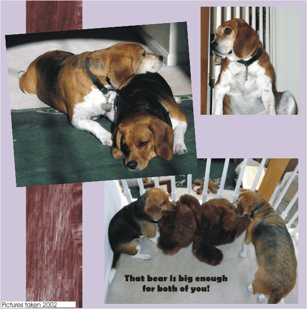 Cute pictures of Bob & Betty Beagle in 2002