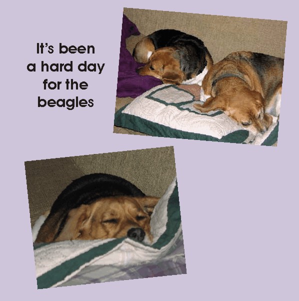 Betty Beagle - in a sack