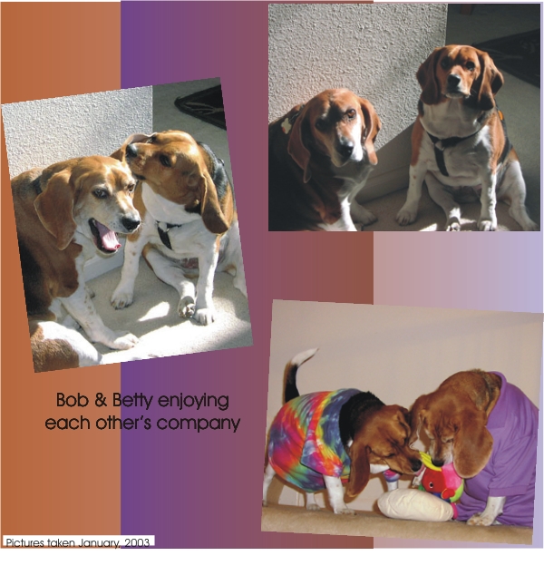 Bob Beagle & Betty Beagle enjoying each other's company
