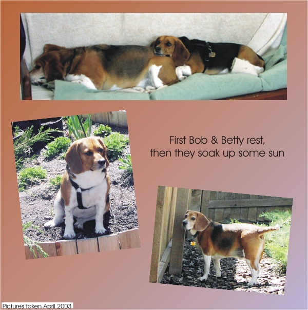 Bob Beagle & Betty Beagle resting & soaking up sun