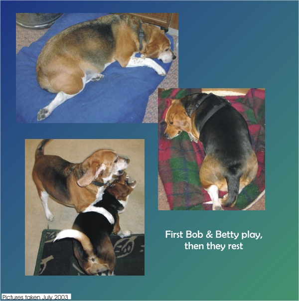First Bob the Beagle & Betty Beagle play, then they rest