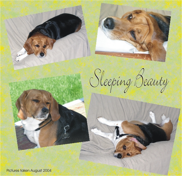 Betty Beagle is a sleeping beauty
