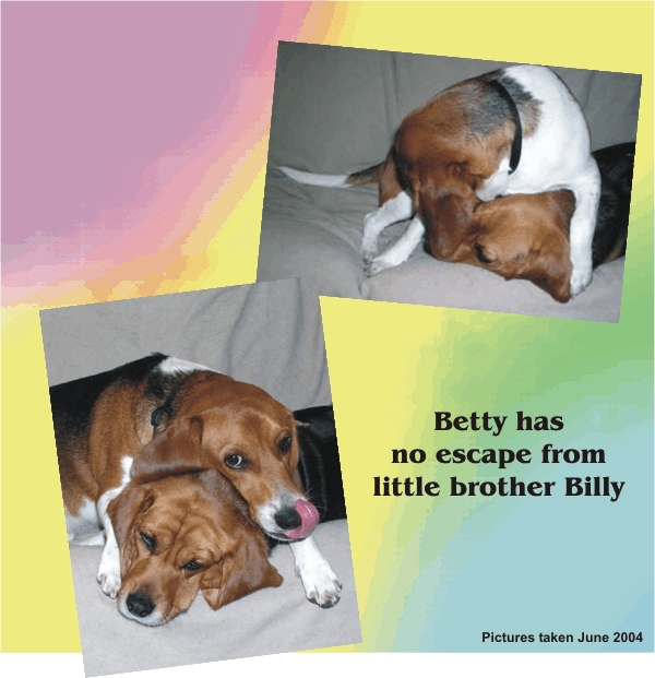 Pictures of Betty Sue Beagle taken in June