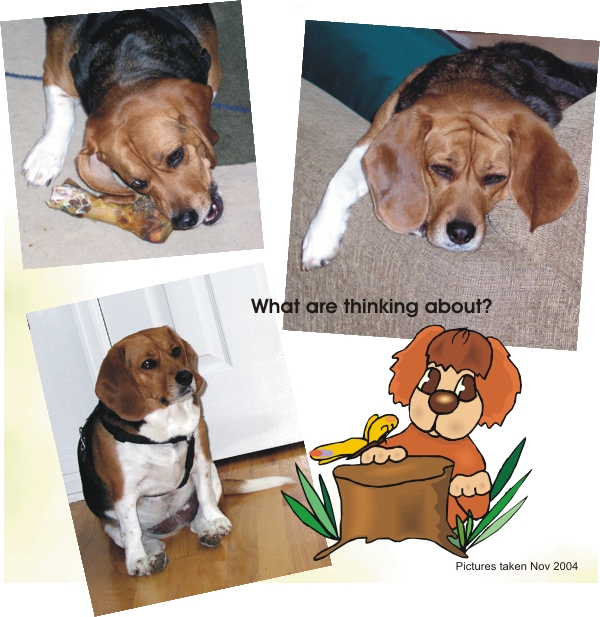 Betty Beagle, what are you thinking?