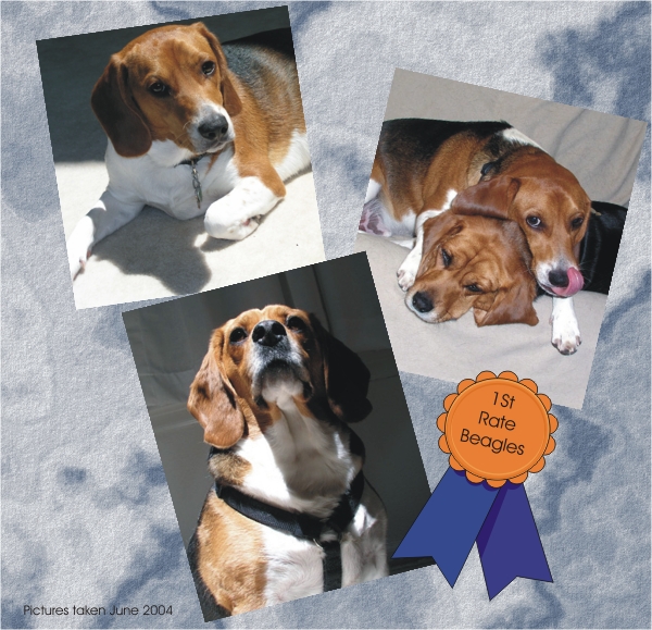 Billy Beagle & Betty Beagle are 1st Rate Beagles
