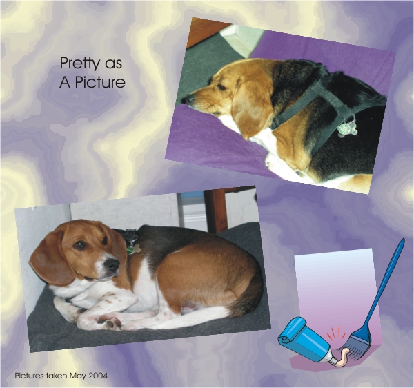 Billy Beagle and Betty Beagle Playing Hard on a Rainy April Day