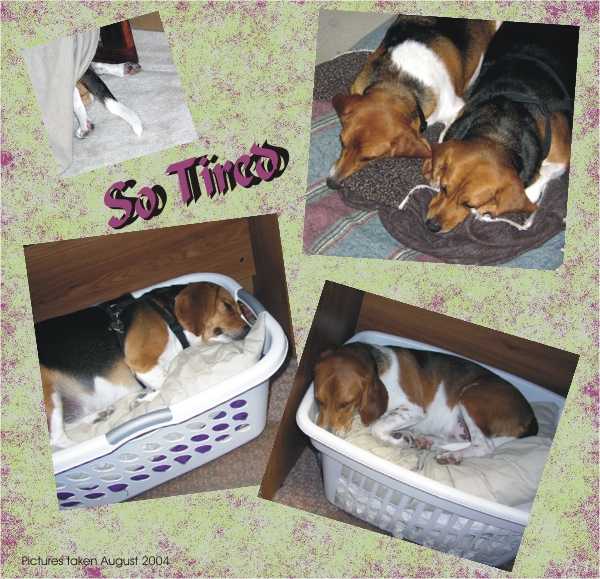 Betty Beagle & Billy Beagle taking a nap in the "beds" under mommy's computer desk