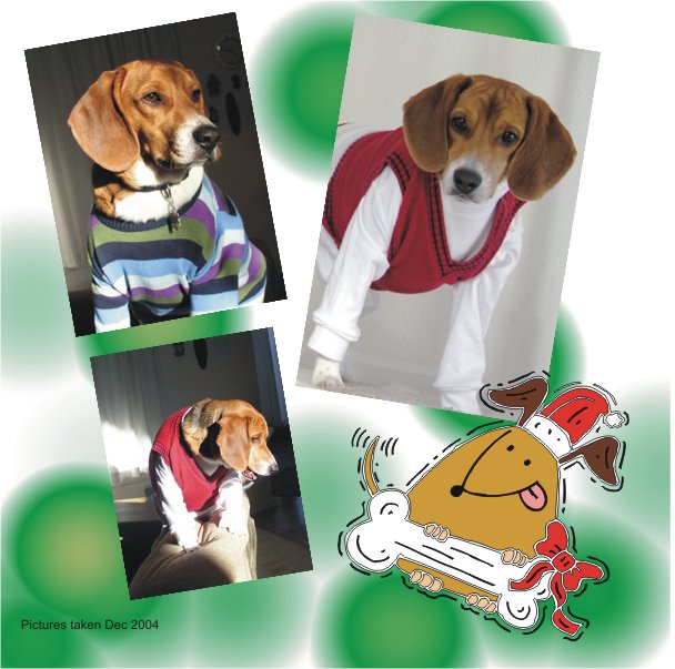 Sweet Billy Beagle all dressed up for Christmas 2004