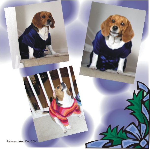 Betty Beagle all dressed up for Christmas in her blue velvet dress