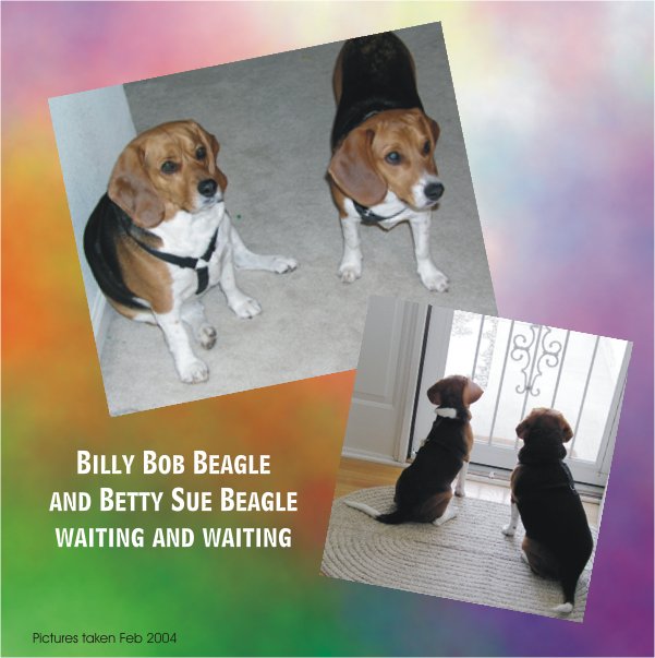Betty Beagle and Billy Beagle waiting to go on a walk