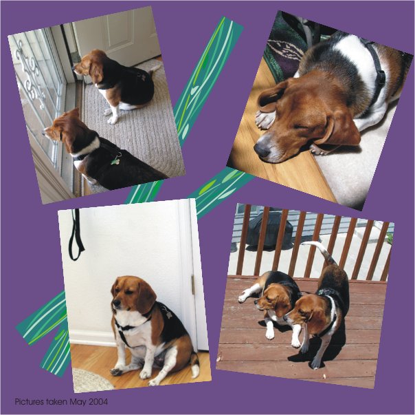 Billy Beagle and Betty Beagle - what a pair of beagles!